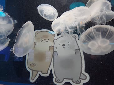 しながわ水族館に投稿された画像（2024/7/24）