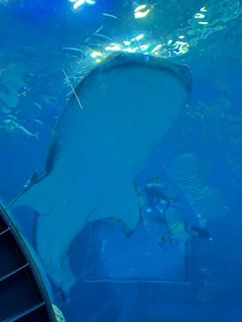 沖縄美ら海水族館に投稿された画像（2024/7/24）