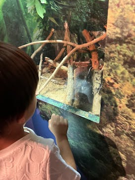 世界淡水魚園水族館　アクア・トトぎふに投稿された画像（2024/7/24）