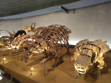 福井県立恐竜博物館に投稿された画像（2024/7/24）