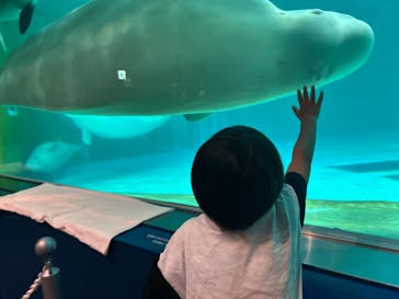 鴨川シーワールドに投稿された画像（2024/7/24）