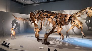 DinoScience 恐竜科学博 ～ララミディア大陸の恐竜物語～ 2024@OSAKAに投稿された画像（2024/7/24）