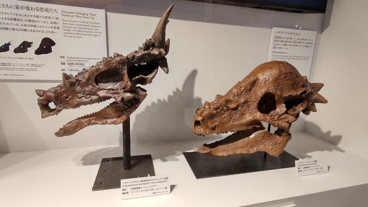 DinoScience 恐竜科学博 ～ララミディア大陸の恐竜物語～ 2024