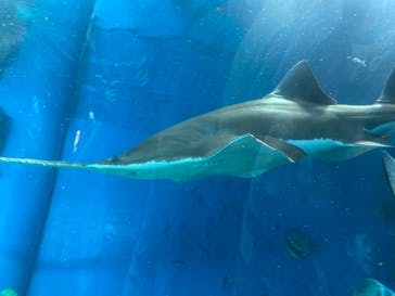 マクセル アクアパーク品川に投稿された画像（2024/7/24）