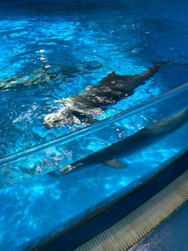 マクセル アクアパーク品川に投稿された画像（2024/7/24）