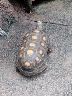 那須どうぶつ王国に投稿された画像（2024/7/24）