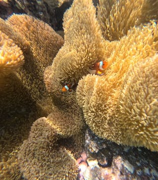 nico 宮古島に投稿された画像（2024/7/24）