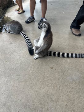 神戸どうぶつ王国に投稿された画像（2024/7/24）