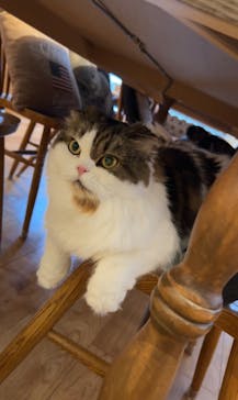 猫カフェモカ　池袋東口店に投稿された画像（2024/7/24）