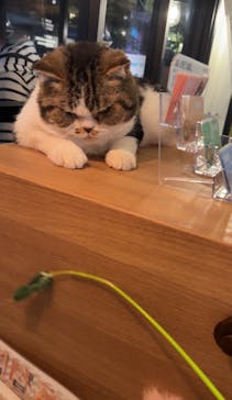 猫カフェモカ　池袋東口店に投稿された画像（2024/7/24）