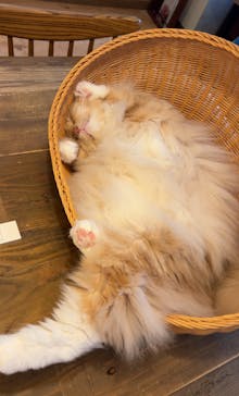 猫カフェモカ　池袋東口店に投稿された画像（2024/7/24）