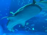沖縄美ら海水族館に投稿された画像（2024/7/25）