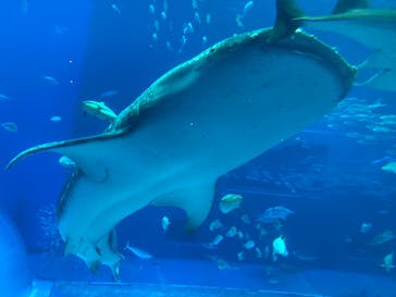 沖縄美ら海水族館に投稿された画像（2024/7/24）