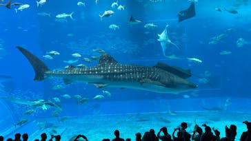 沖縄美ら海水族館に投稿された画像（2024/7/25）