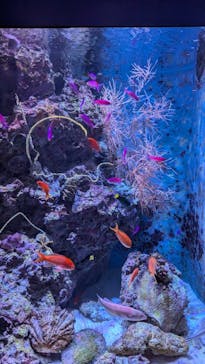 沖縄美ら海水族館に投稿された画像（2024/7/25）