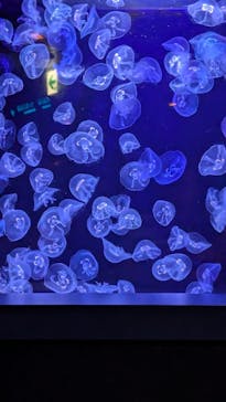 沖縄美ら海水族館に投稿された画像（2024/7/25）