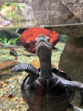 世界淡水魚園水族館　アクア・トトぎふに投稿された画像（2024/7/25）