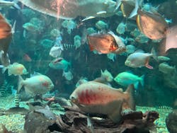 世界淡水魚園水族館　アクア・トトぎふに投稿された画像（2024/7/25）