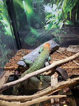 世界淡水魚園水族館　アクア・トトぎふに投稿された画像（2024/7/25）