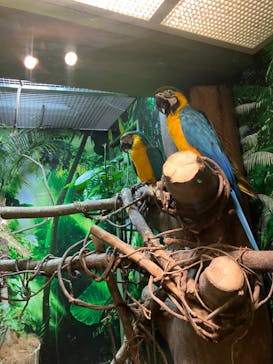 世界淡水魚園水族館　アクア・トトぎふに投稿された画像（2024/7/25）