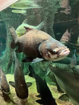 世界淡水魚園水族館　アクア・トトぎふに投稿された画像（2024/7/25）