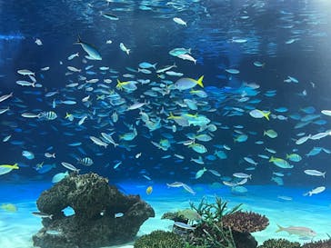 サンシャイン水族館に投稿された画像（2024/7/25）