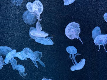 AOAO SAPPOROに投稿された画像（2024/7/25）