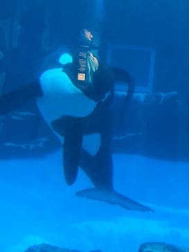 名古屋港水族館に投稿された画像（2024/7/25）