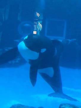 名古屋港水族館に投稿された画像（2024/7/25）