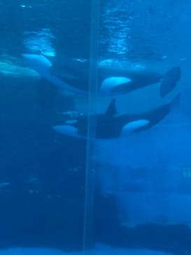 名古屋港水族館に投稿された画像（2024/7/25）