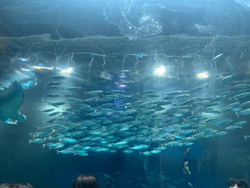 マクセル アクアパーク品川に投稿された画像（2024/7/25）