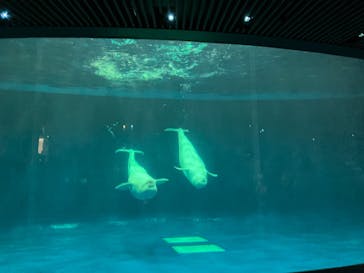 島根県立 しまね海洋館に投稿された画像（2024/7/25）