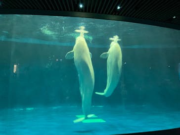 島根県立 しまね海洋館に投稿された画像（2024/7/25）