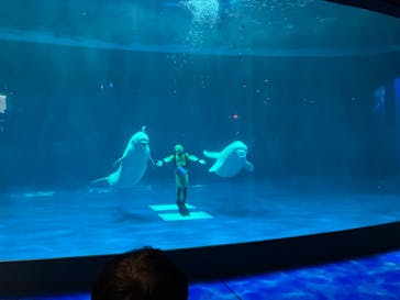 島根県立 しまね海洋館に投稿された画像（2024/7/25）