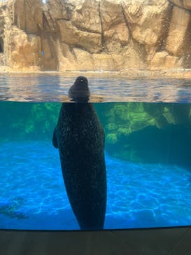 島根県立 しまね海洋館に投稿された画像（2024/7/25）