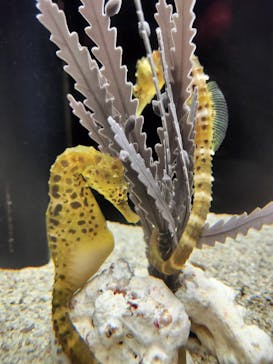 横浜開運水族館 フォーチュンアクアリウムに投稿された画像（2024/7/25）