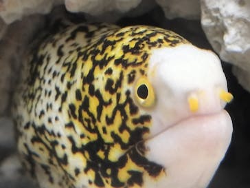 横浜開運水族館 フォーチュンアクアリウムに投稿された画像（2024/7/25）