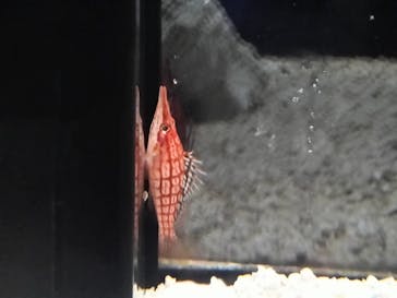 横浜開運水族館 フォーチュンアクアリウムに投稿された画像（2024/7/25）