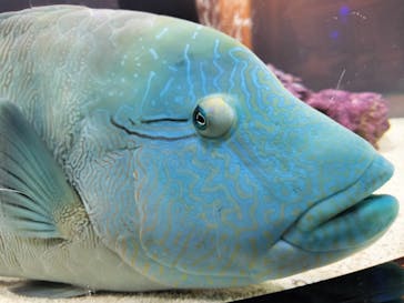 横浜開運水族館 フォーチュンアクアリウムに投稿された画像（2024/7/25）