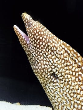 横浜開運水族館 フォーチュンアクアリウムに投稿された画像（2024/7/25）