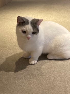 猫カフェモカ　神戸三宮店に投稿された画像（2024/7/25）