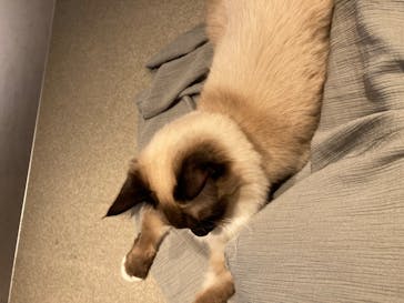 猫カフェモカ　神戸三宮店に投稿された画像（2024/7/25）