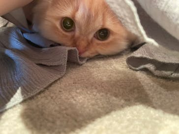 猫カフェモカ　神戸三宮店に投稿された画像（2024/7/25）