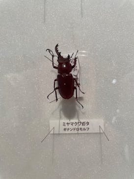 特別展「昆虫 MANIAC」（国立科学博物館）に投稿された画像（2024/7/25）