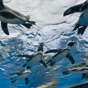 サンシャイン水族館に投稿された画像（2024/7/25）