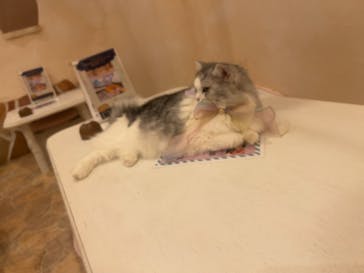 Cat Cafe てまりのおしろに投稿された画像（2024/7/25）