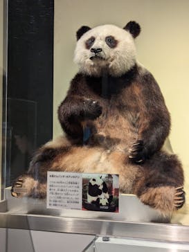 国立科学博物館に投稿された画像（2024/7/25）