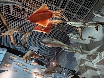 国立科学博物館に投稿された画像（2024/7/25）