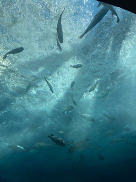 四国水族館に投稿された画像（2024/7/25）