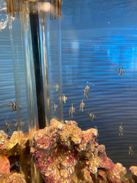 四国水族館に投稿された画像（2024/7/25）